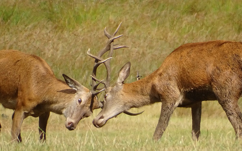 Nature photography was one of the activities enjoyed by animal care students at Wollaton Hall