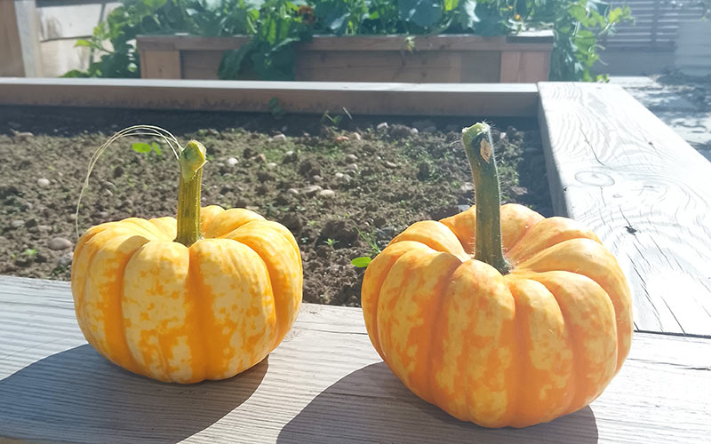 Its all growing well in the restaurants thriving kitchen garden