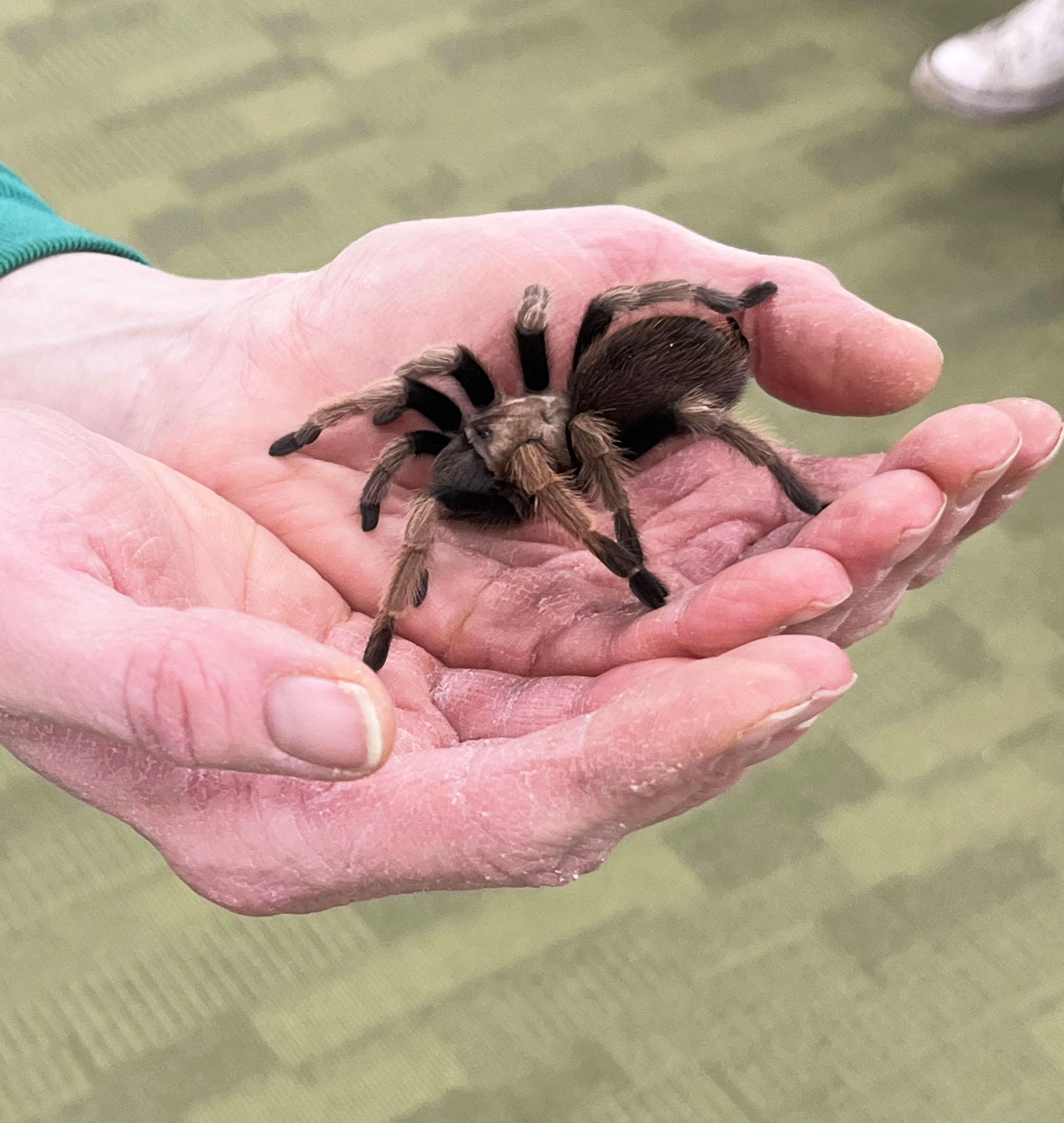 The desert blonde tarantula wasnt as popular