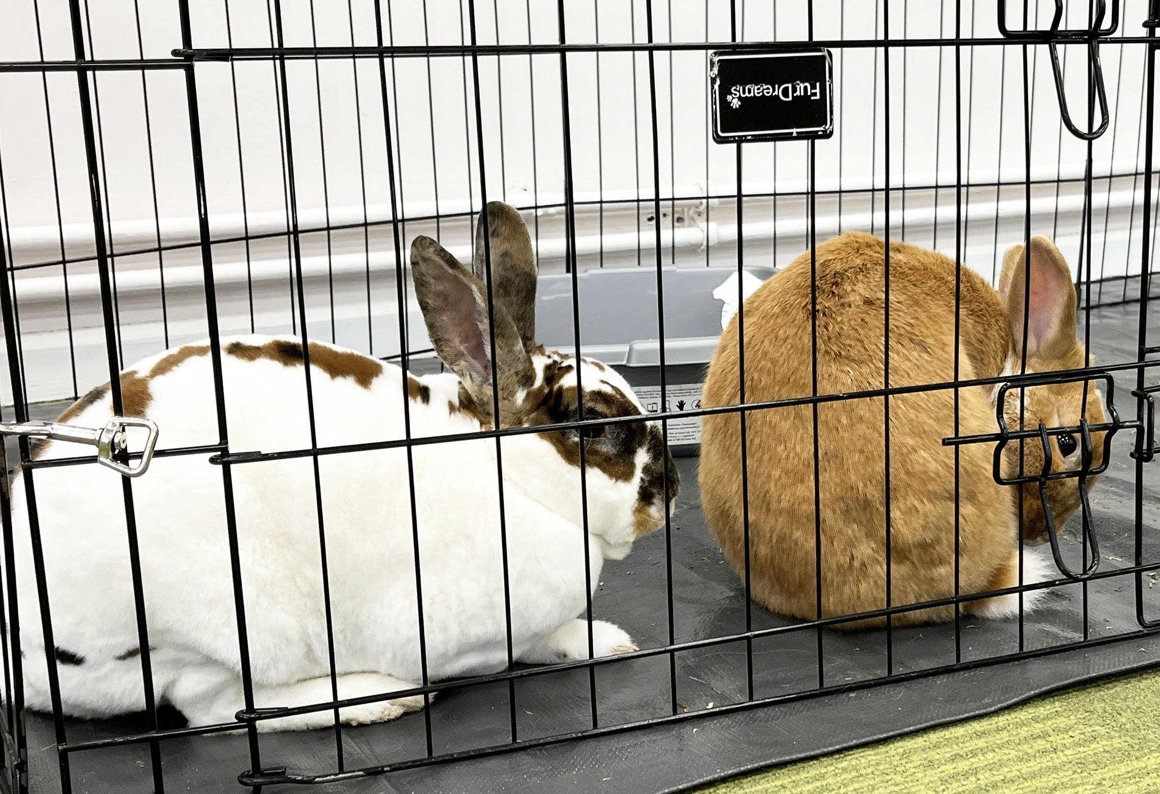 The rabbits were popular guests